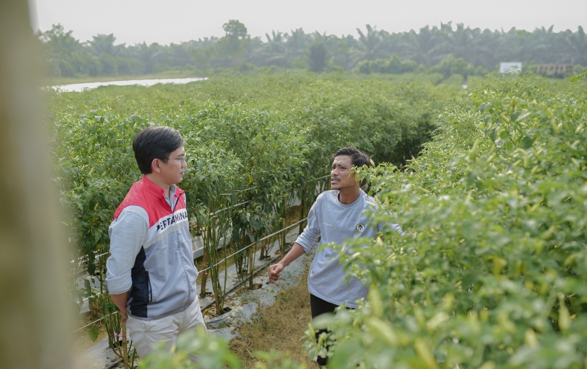 Pulih Pascabanjir, Kelompok Tani Pertamina EP Rantau Panen Cabai Bersama Wakil Bupati Aceh Tamiang