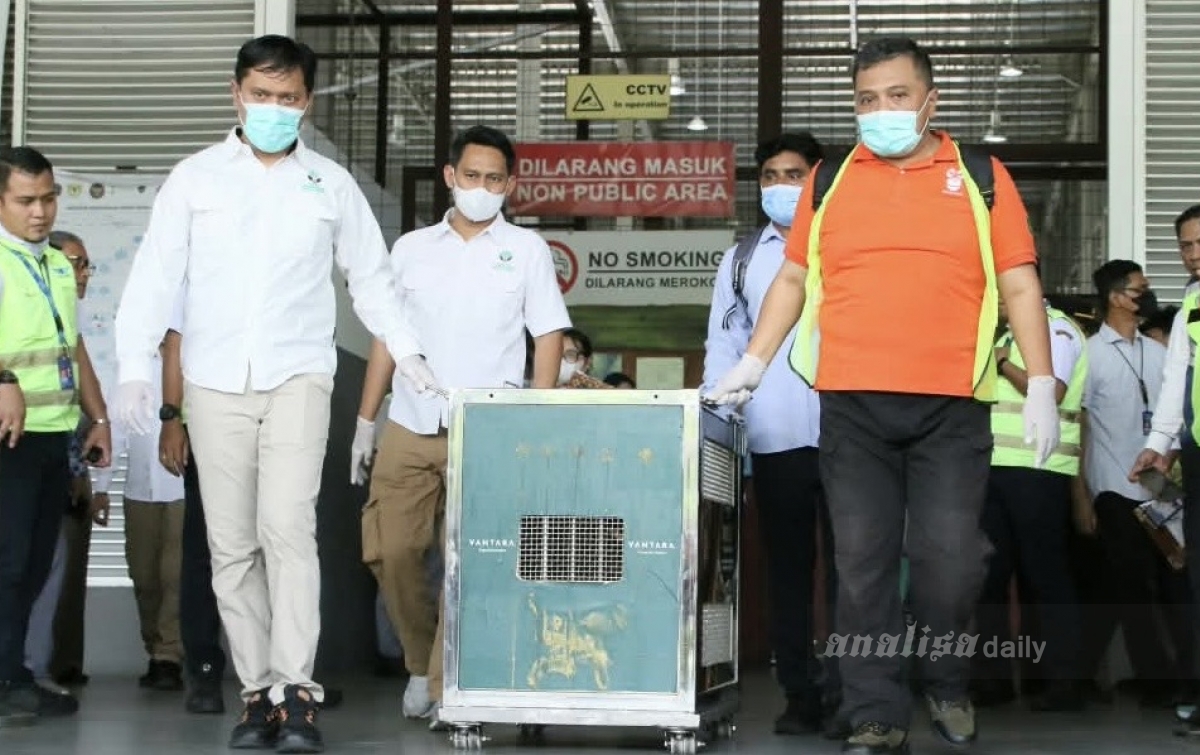 ROCKY Orangutan Sumatera Korban Perdagangan Ilegal Dipulangkan dari India