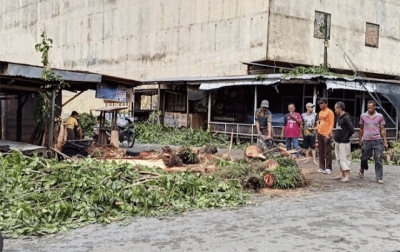 Hujan Deras dan Angin Kencang Terjang Sergai, Pohon Sena Tumbang Timpa Mobil Warga
