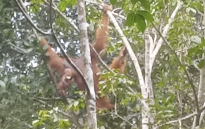 Menemukan Harta Karun Ekologis: GJI dan LPHD Permata Hijau Ungkap Titik Sarang Orangutan Tapanuli di Penyangga Gunung Lubuk Raya