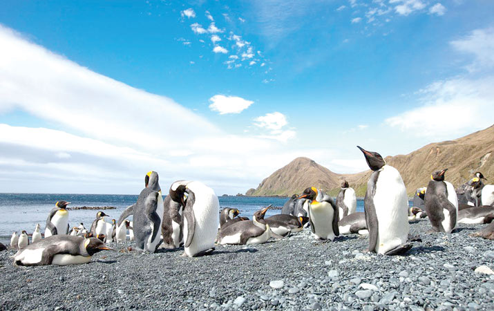 Pulau Macquarie Lebih Banyak Dihuni Penguin - AnalisaDaily.com