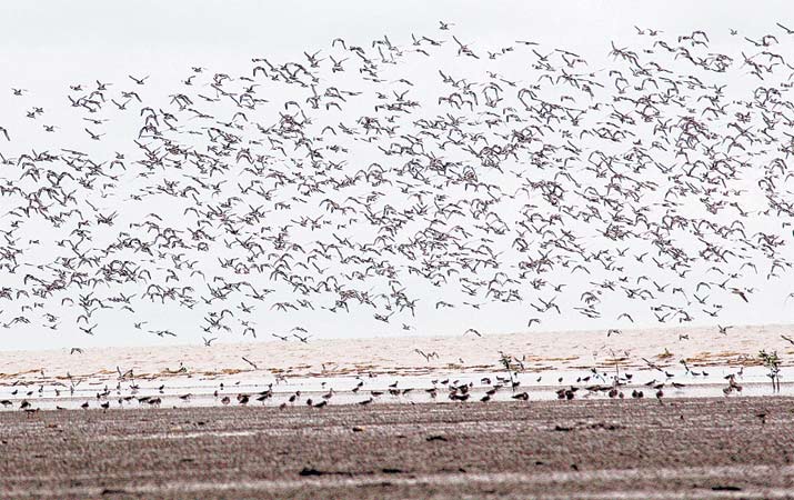 burung-migrasi-temukan-lahan-basah-baru