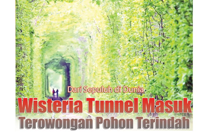 wisteria-tunnel-masuk-terowongan-pohon-terindah