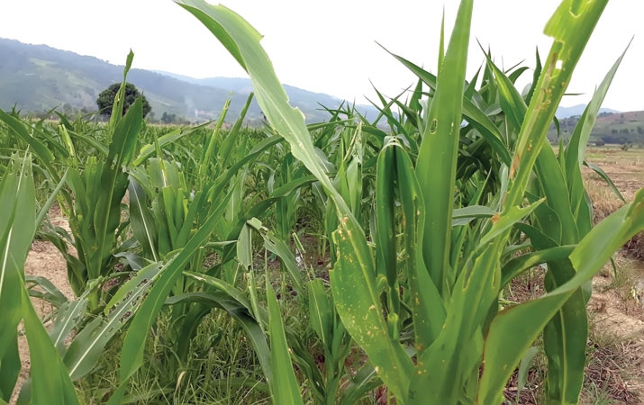 hama-grayak-menyerang-tanaman-jagung