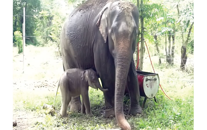 gajah-sumatera-lahirkan-anak-di-abar