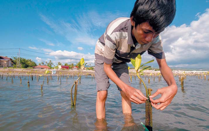 hari-mangrove