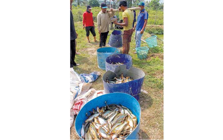 panen-ikan-patin