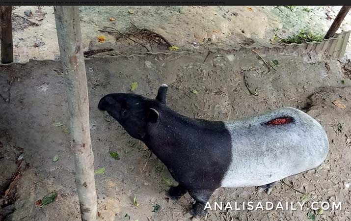 setelah-pulih-tapir-diharapkan-dilepas-ke-habitatnya