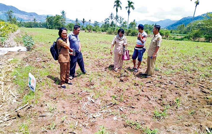 tikus-rusak-200-hektare-tanaman-jagung