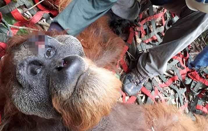 viral-foto-orangutan-tapanuli-luka-serius