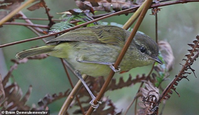 Spesies Burung Baru Ditemukan  di  Pulau  Wallacean 