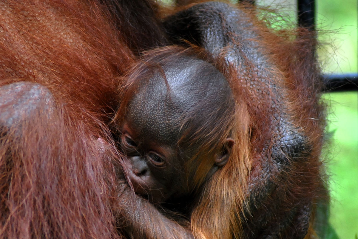 Foto: Kelahiran Bayi Orangutan Kalimantan - Ragam ...