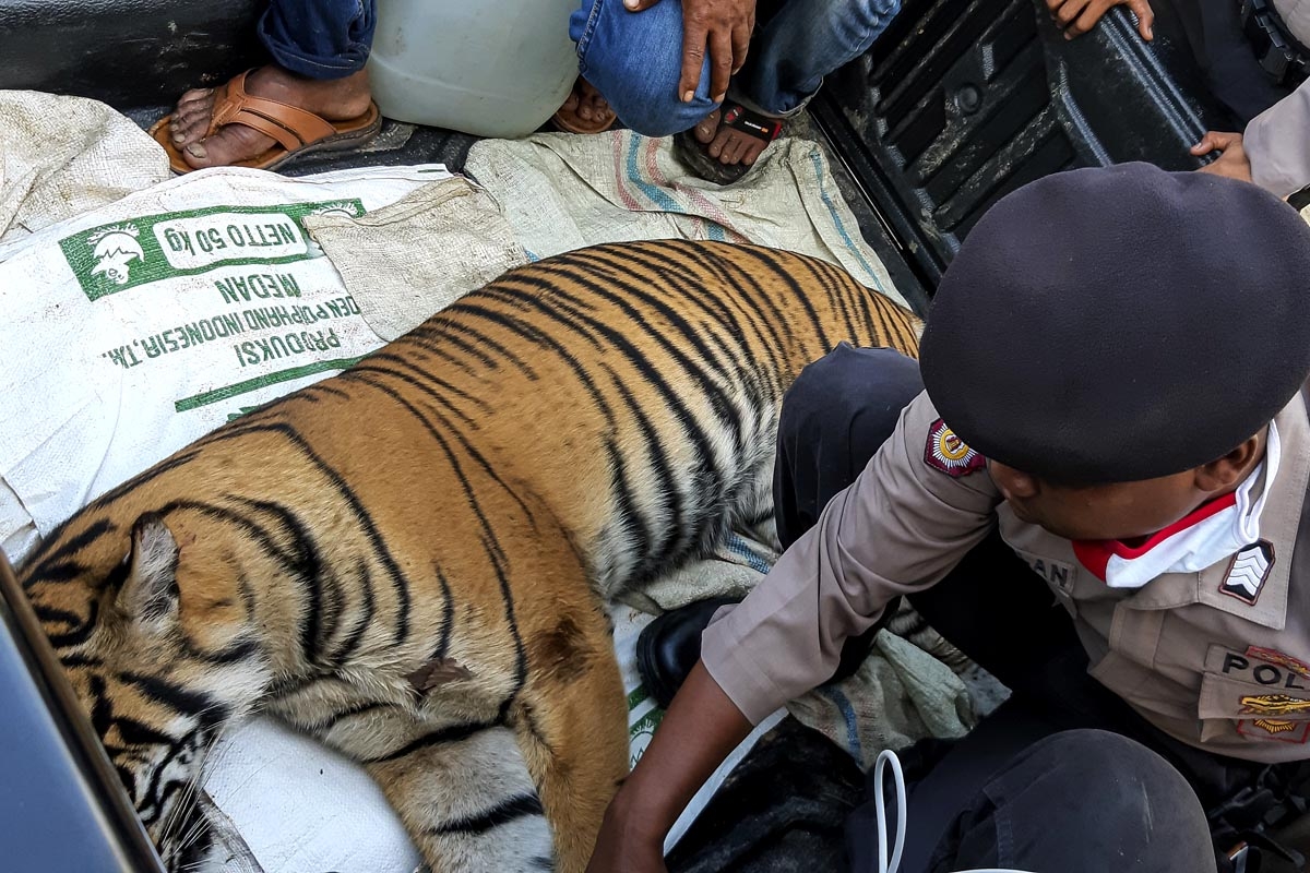 Foto Harimau Sumatera Mati Akibat Racun Nasional AnalisaDaily Com