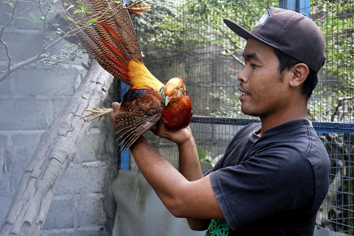  Foto  Budidaya Ayam  Hias  Pheasant Ragam AnalisaDaily com