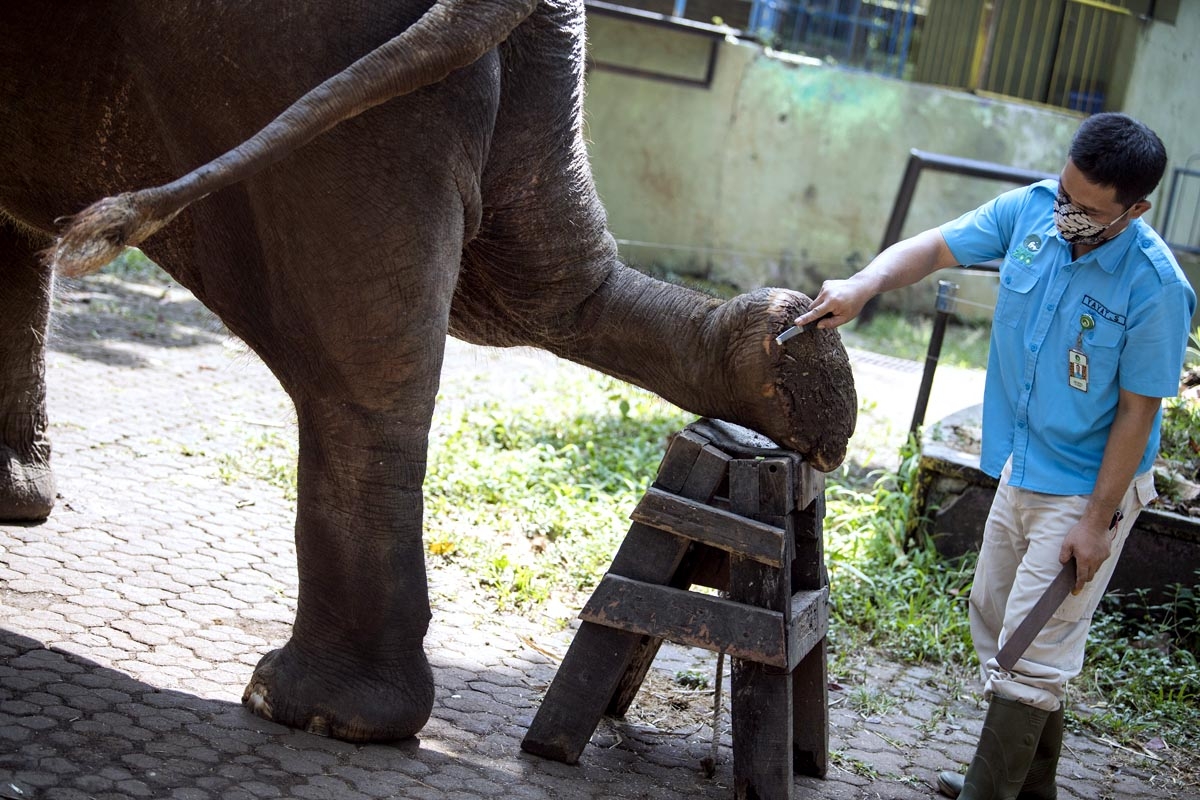 Foto Perawatan Kaki  Gajah  Nasional AnalisaDaily com